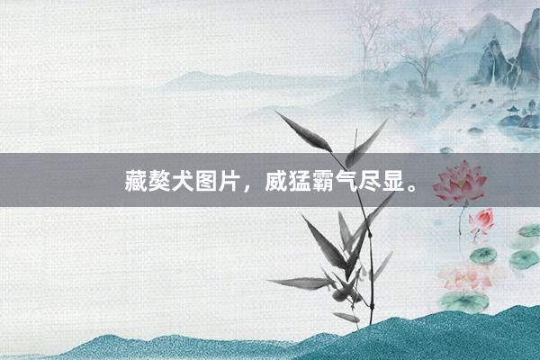藏獒犬图片，威猛霸气尽显。